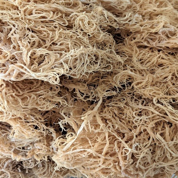 Bladderwrack & Burdock Sea Moss Gel - KABREEM NATURALES