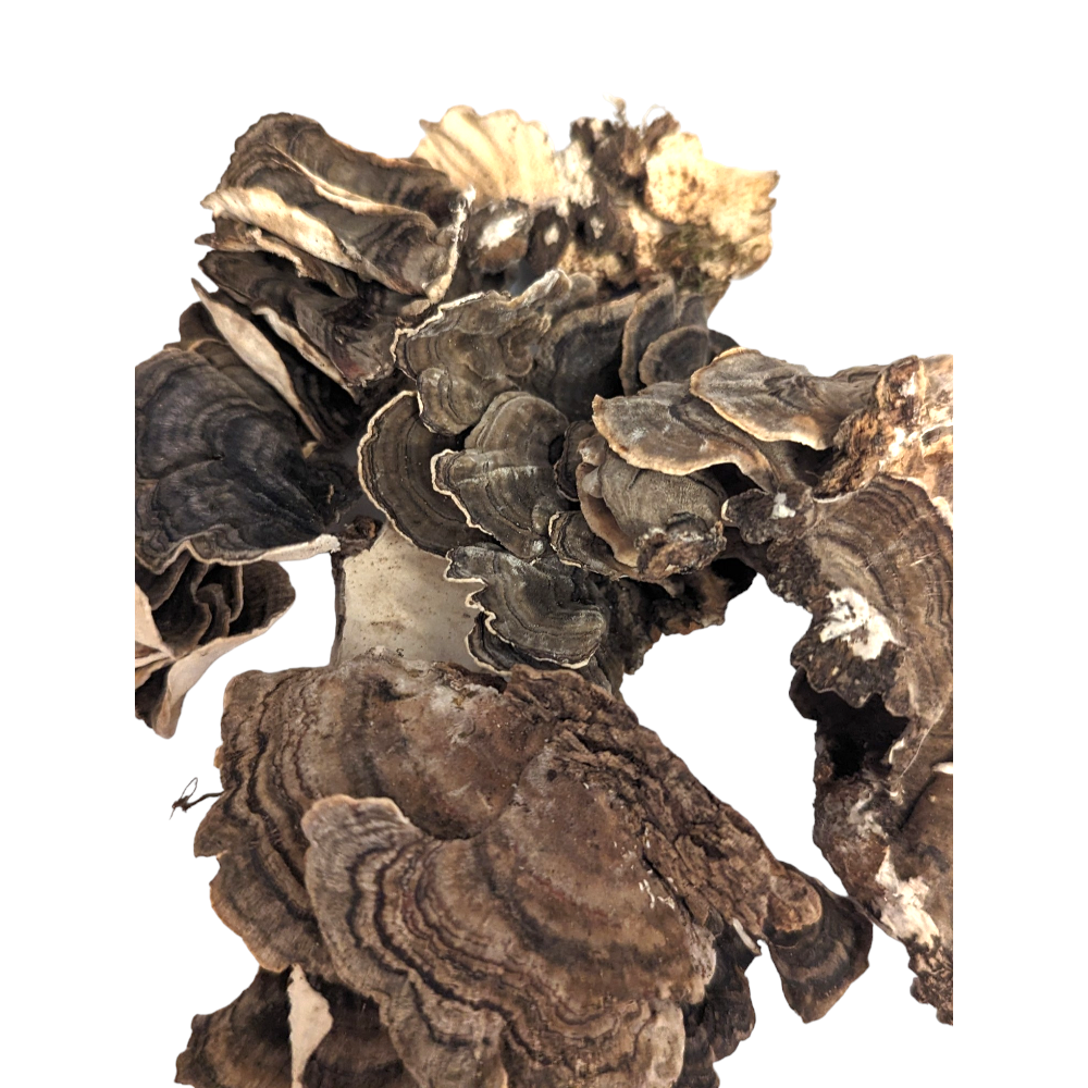 Turkey Tail Mushroom (Whole)