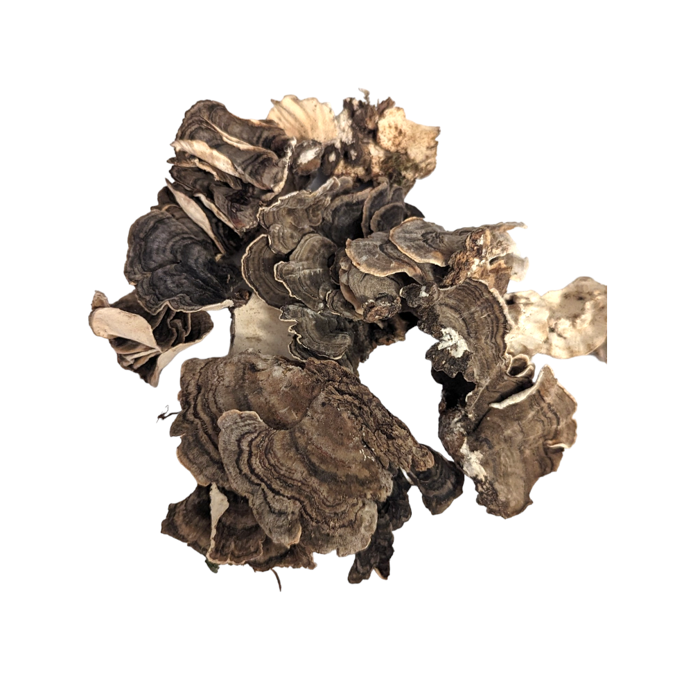 Turkey Tail Mushroom (Whole)