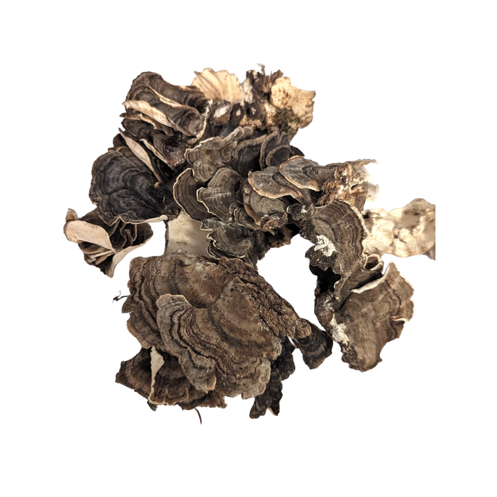 Turkey Tail Mushroom (Whole)