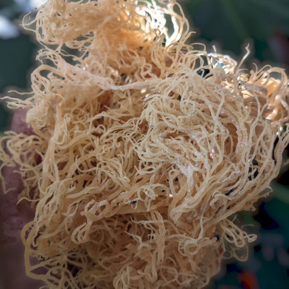 Beetroot Sea Moss Gel - KABREEM NATURALES