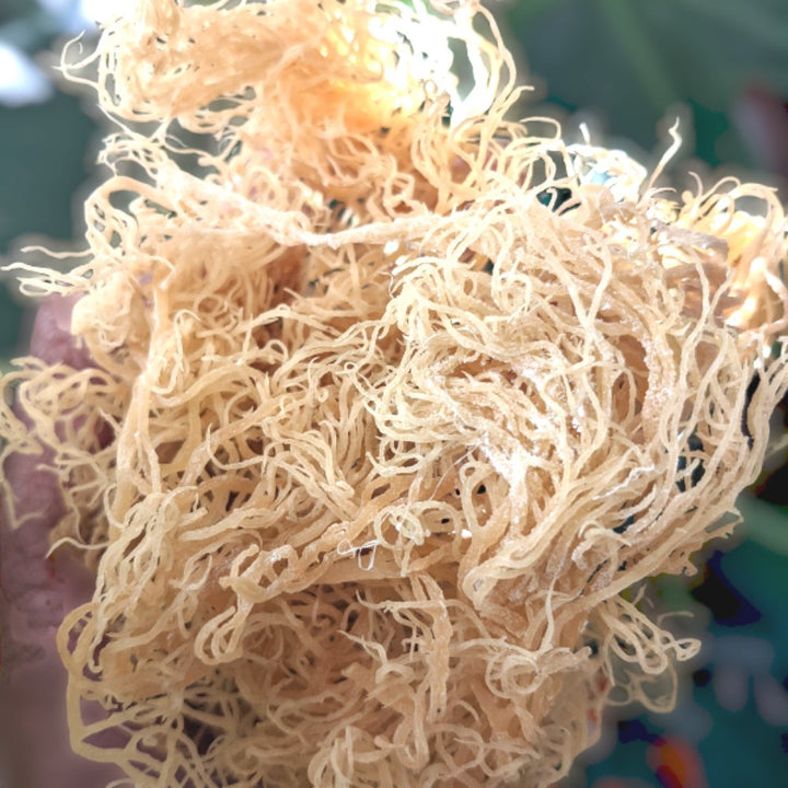 Lemon Sea Moss Gel - KABREEM NATURALES